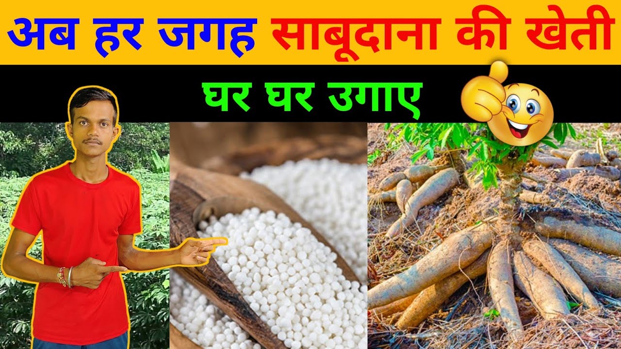 How To Make Sabudana At Home Sabudana Ki Kheti how-to-make-sabudana-at-home-sabudana-ki-kheti