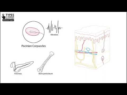 Touch Receptors In
