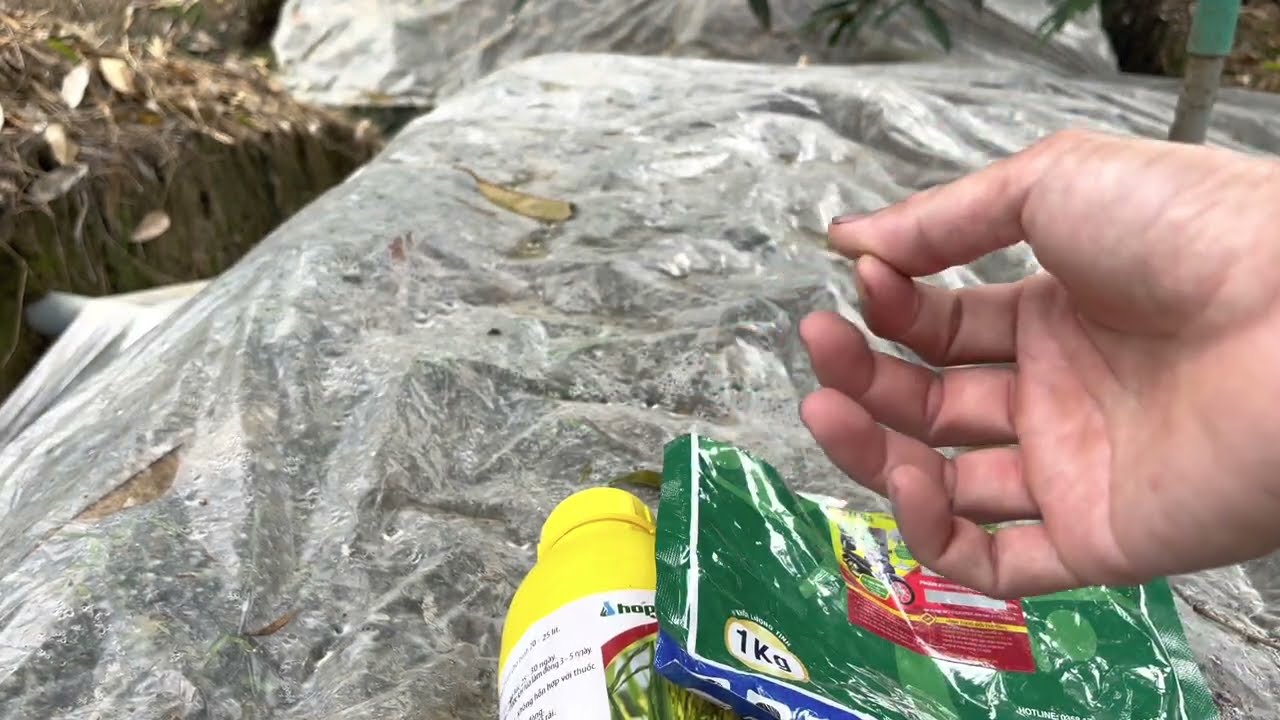 Liều lượng phun paclo không suy cây sầu riêng