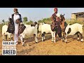Pure pateri goats breed of allah ditto chandio  pateri goats documentary  nagra farm