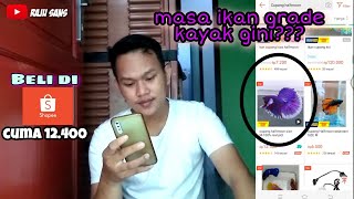 BUY TOP GRADE A  HALFMOON BETTA || Why is the grade like this‼️