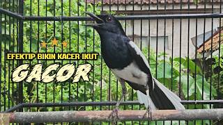 SUARA PANCINGAN KACER TERBAIK BIKIN SEMUA KACER APAPUN LANGSUNG NYAUT AUTO GACOR