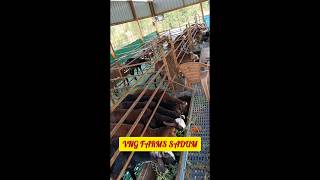 @ VNG FARMS SADUM