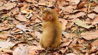 Really Adorable Abandoned Baby Monkey Bravo