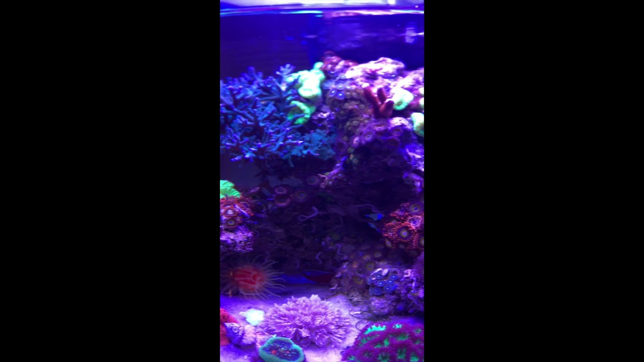 ReefSmart PicoPro