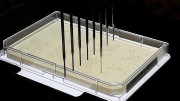 Automated picking of E.coli colonies from agar plates