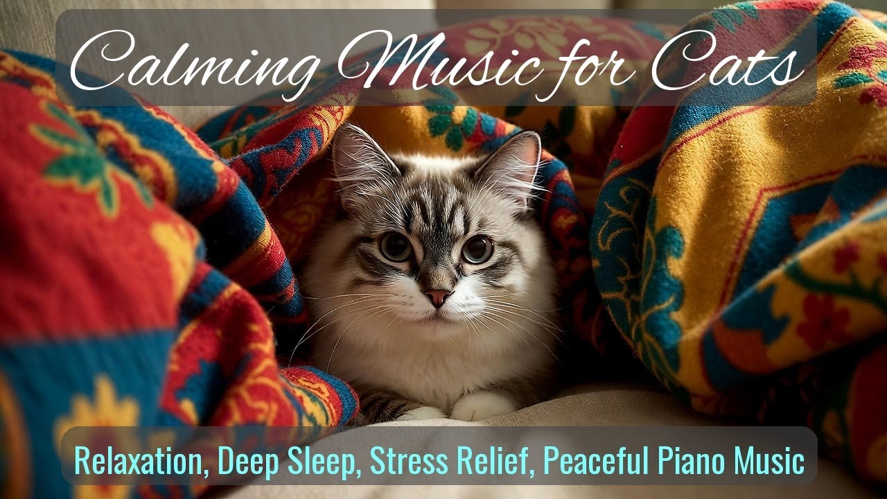 LIVE Relaxing Sleeping Cats for Stress Relief 🧘 | Season 67