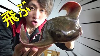 『まるでペンギン』トビエイの煮つけを作って食べたら『アレ』した。