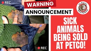 I Bought Sick Guinea Pigs From Petco! You Won't Believe What I Found.