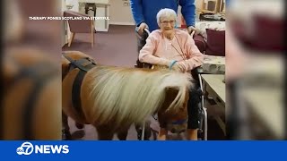 Miniature Shetland Pony Makes Grandmothers Day At A Care Home