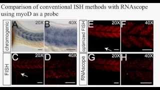 Whole Mount Zebrafish Embryos    RNAscope® for High Resolution Detection of Transcripts with Localiz