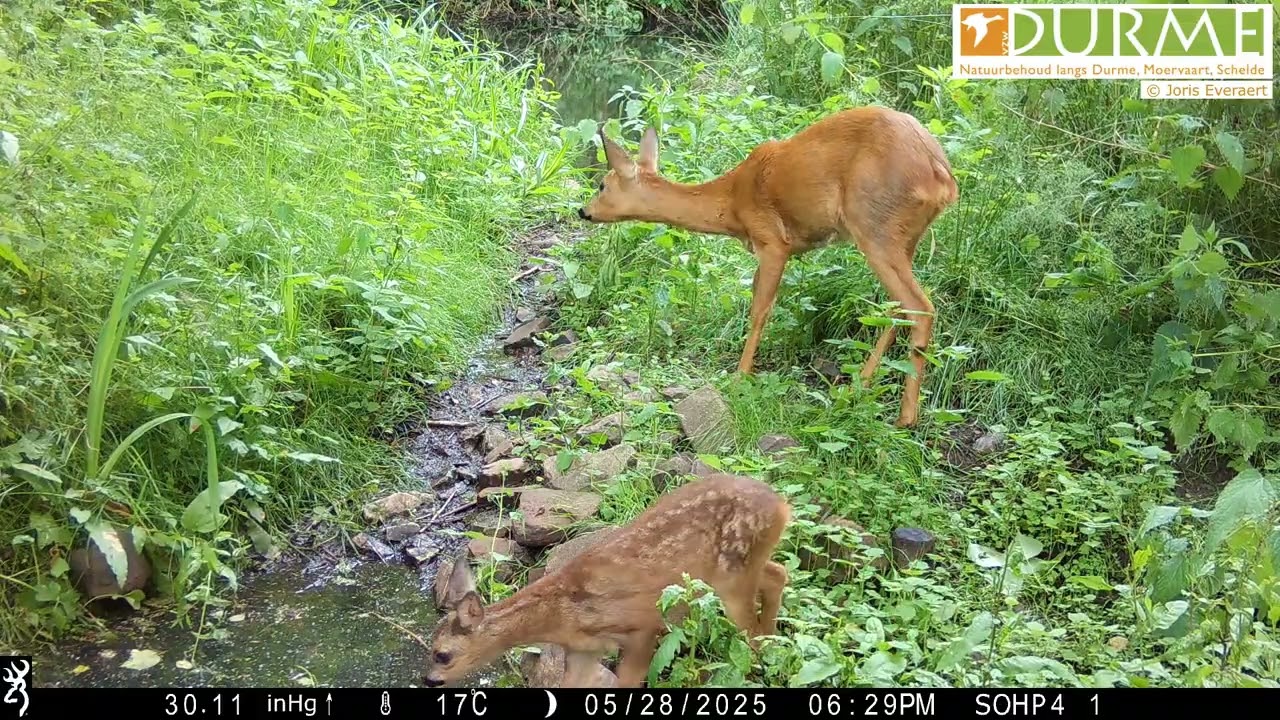 Bunt west, Hamme, cameraval opnames april-juli 2025