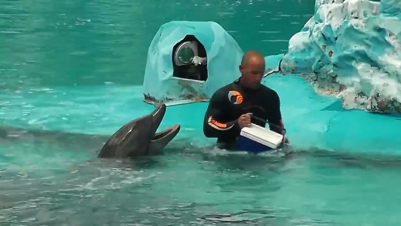 Show Completo de Orca y Delfínes Mundo Marino HD 2016