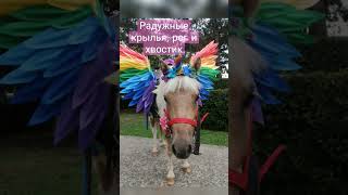 Радужный пони: крылья для пони, рог единорожки и радужный хвостик - моих рук дело) #pegasus #unicorn