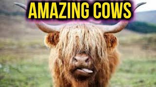 Cows Are Awesome (Best Cow Compilation)