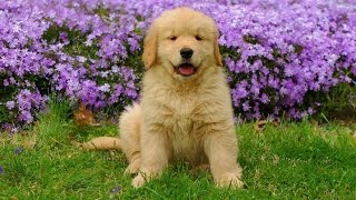Need Help Training Your Golden Retriever? Free Mini-Course Click Here