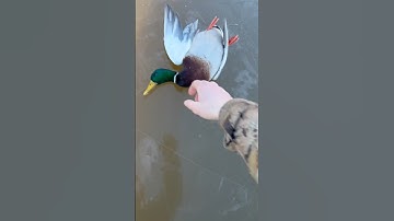 Grabbing mallards in the thick ice #duckhunt #mallard #duckhunters #duckhunting #waterfowlhunting