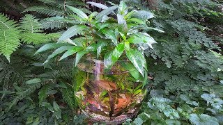 Setting up a Shrimp Bowl - black cherry shrimp