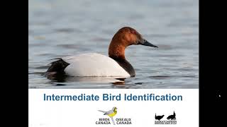Intermediate Bird Identification  Ducks and Geese