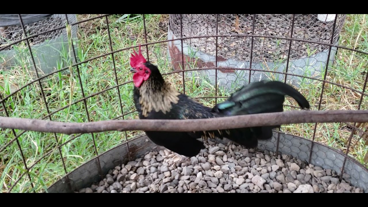 DANDO UN PASEO POR DONDE NICOLÁS PERALTA EN LA CUESTA