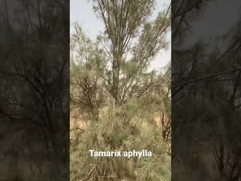 الأثل
