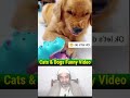 Crazy Funny Dogs &amp; Cats Video 🐶🤣 Try Not To Laugh #catsfunnyvideos #dogsfunnyvideos #animals #short