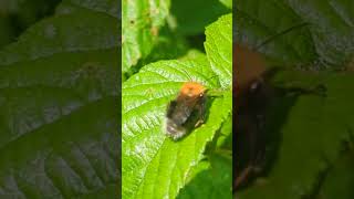 A Tree Bumblebee cleaning itself before flying off
