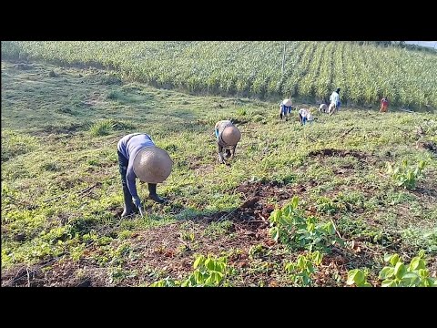 Cara Tanam Jagung Tanpa Olah Tanah Dengan Benar (TOT)