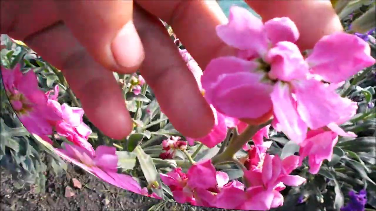 Цветы левкой. Лишь 50% махровости