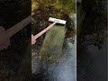 Removing algae from floor #shortsfeed #viral