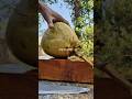 Perfect ASMR | Coconut cutting | #asmr #fruit #coconut #cuttingskills #agriculture #satisfying
