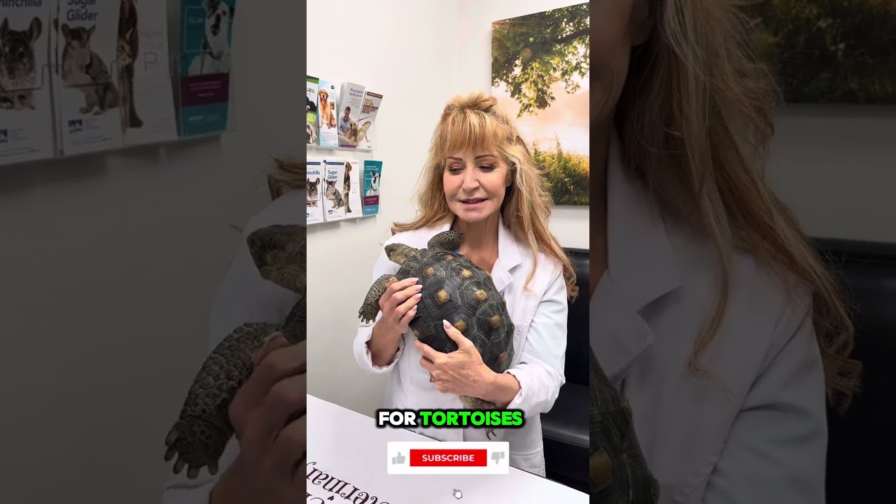 Does your tortoise have this common problem?