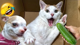 Hilarious Cats and Dogs😹🐶Funniest Animals 2024😹Part 18 by Pet channing168 9 views 6 days ago 36 minutes