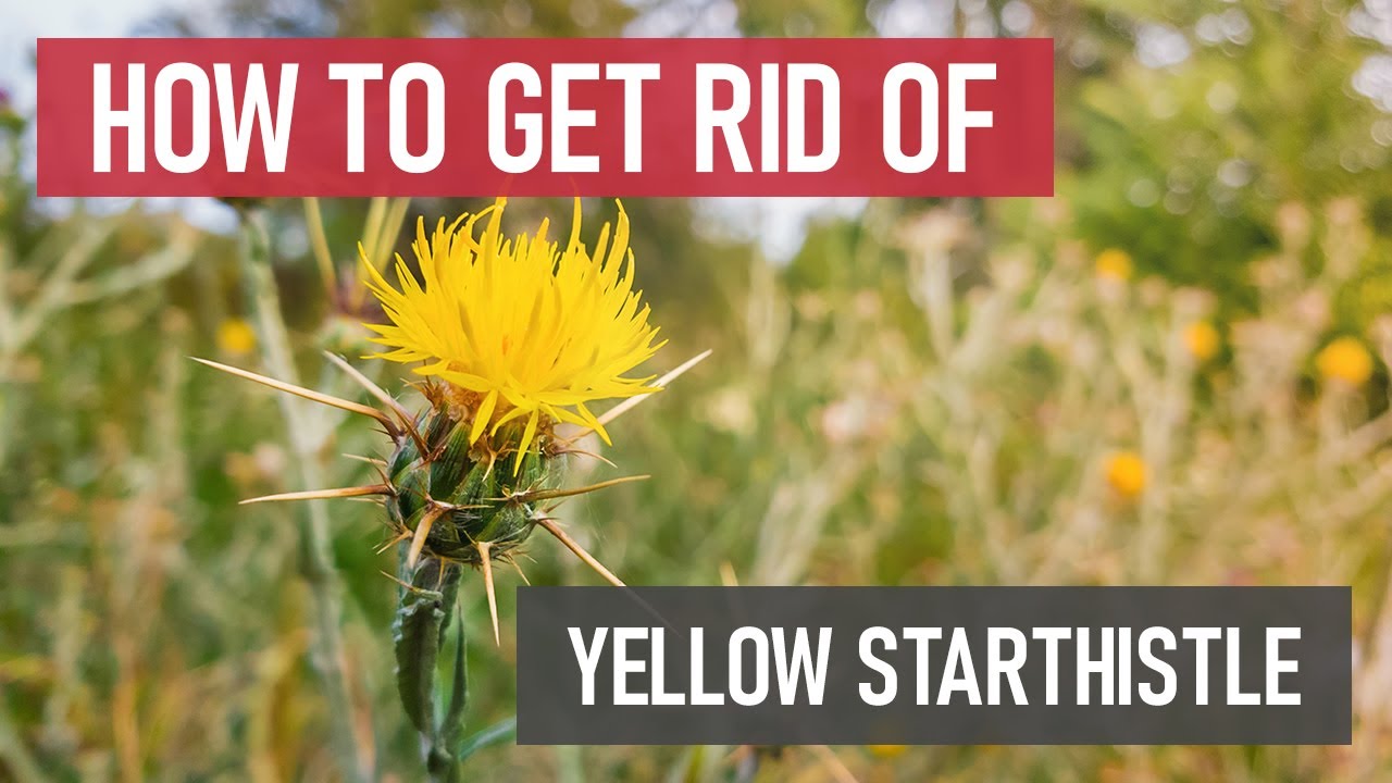 Как бороться с желтым сорняком [Самостоятельная борьба с сорняками]