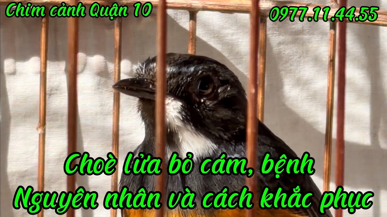 Choè lửa bỏ cám, bị hen, thay lông