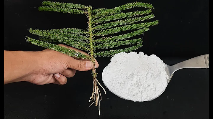 How to Grow Christmas Trees from Cuttings | Christmas Tree Propagation