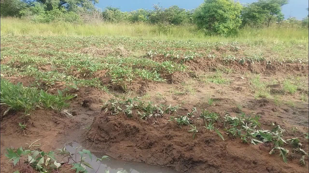 Sweet Potatoes Farming in Zimbabwe. YouTube