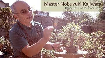 Bonsai Masterclass: Summer Bonsai Pruning for Inner Growth ramification - Master Nobu Kajiwara #174