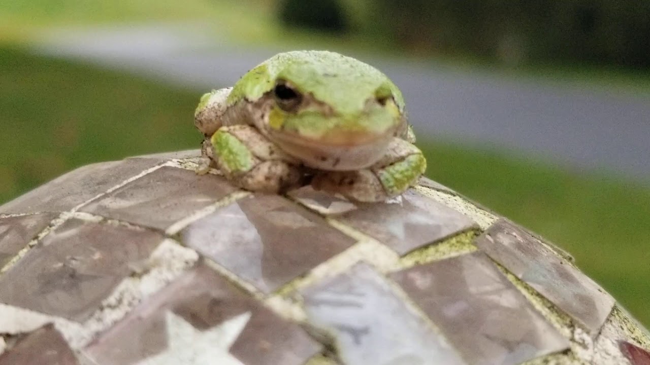 Gray Tree frog atop a globe. .
