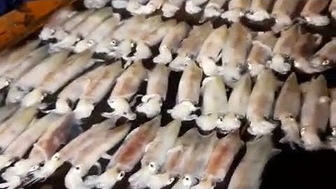 hướng dẫn câu mực và cách bảo quản mực tươi - Dân Biển