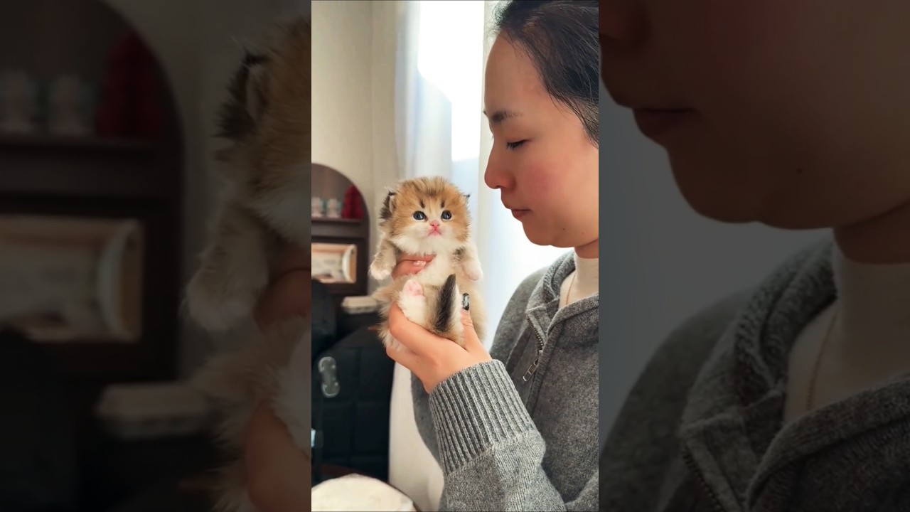 Funny Cat Meowing 😹💖 You Won’t Stop Laughing! 