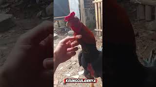 ayam bangkok Selatan
