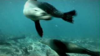 Save Our Seals. Save Ourselves - The Marine Mammal Center