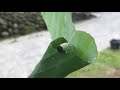［諾亞蜂舟］香蕉弄蝶幼蟲如何捲香蕉葉？