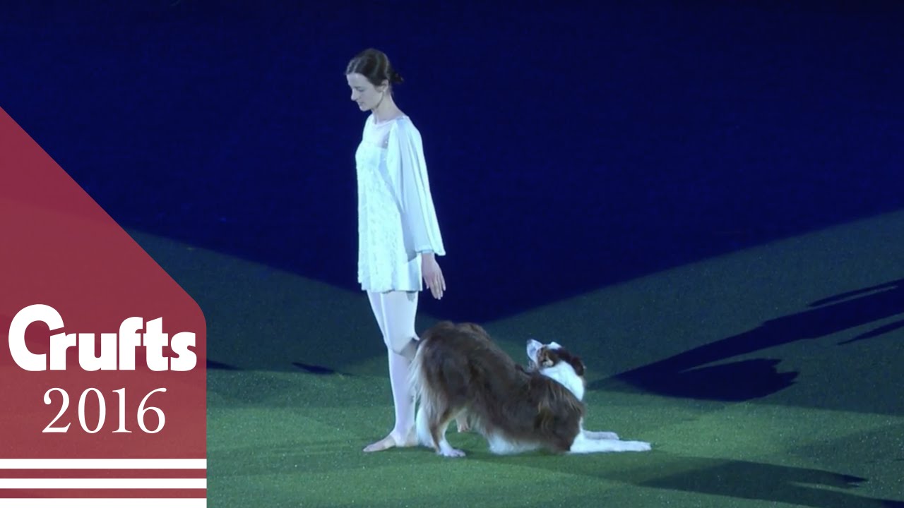 Swan Lake Routine Wins Heelwork to Music Competition | Crufts 2016