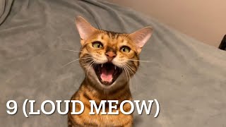 11 Meows  (technically 12) and 3 Chirps by Henry the Bengal 8,511 views 1 year ago 1 minute, 6 seconds