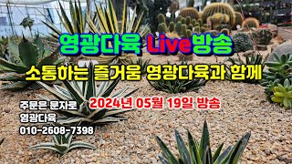 영광다육 라이브 240519 多肉植物 다육실방 다육화분 다육방송 화분방송 다육라이브 코노피튬 립톱스 01026087398