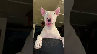 Bull Terrier