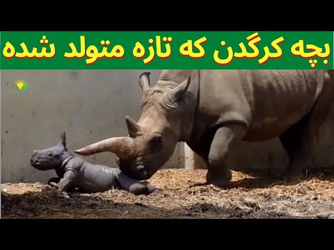 تصویری: چرا افراد آلبینو متولد می شوند؟