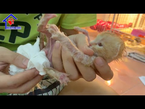 Wie man helfen kann Verwaiste Baby Kätzchen Pee und Poop! Verwaiste Kätzchen Pflege